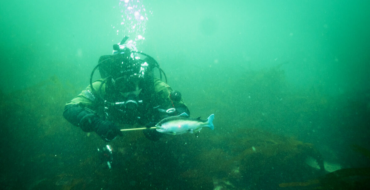 Diver underwater